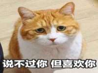 上海冕奇网络科技工作室