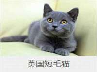 上海冕奇网络科技工作室