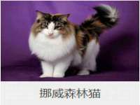 上海冕奇网络科技工作室