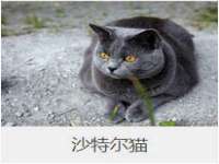 上海冕奇网络科技工作室
