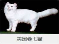 上海冕奇网络科技工作室