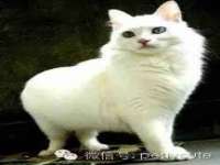 上海冕奇网络科技工作室