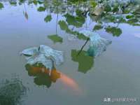 上海冕奇网络科技工作室