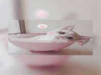 上海冕奇网络科技工作室