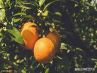上海冕奇网络科技工作室