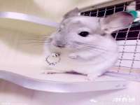 上海冕奇网络科技工作室